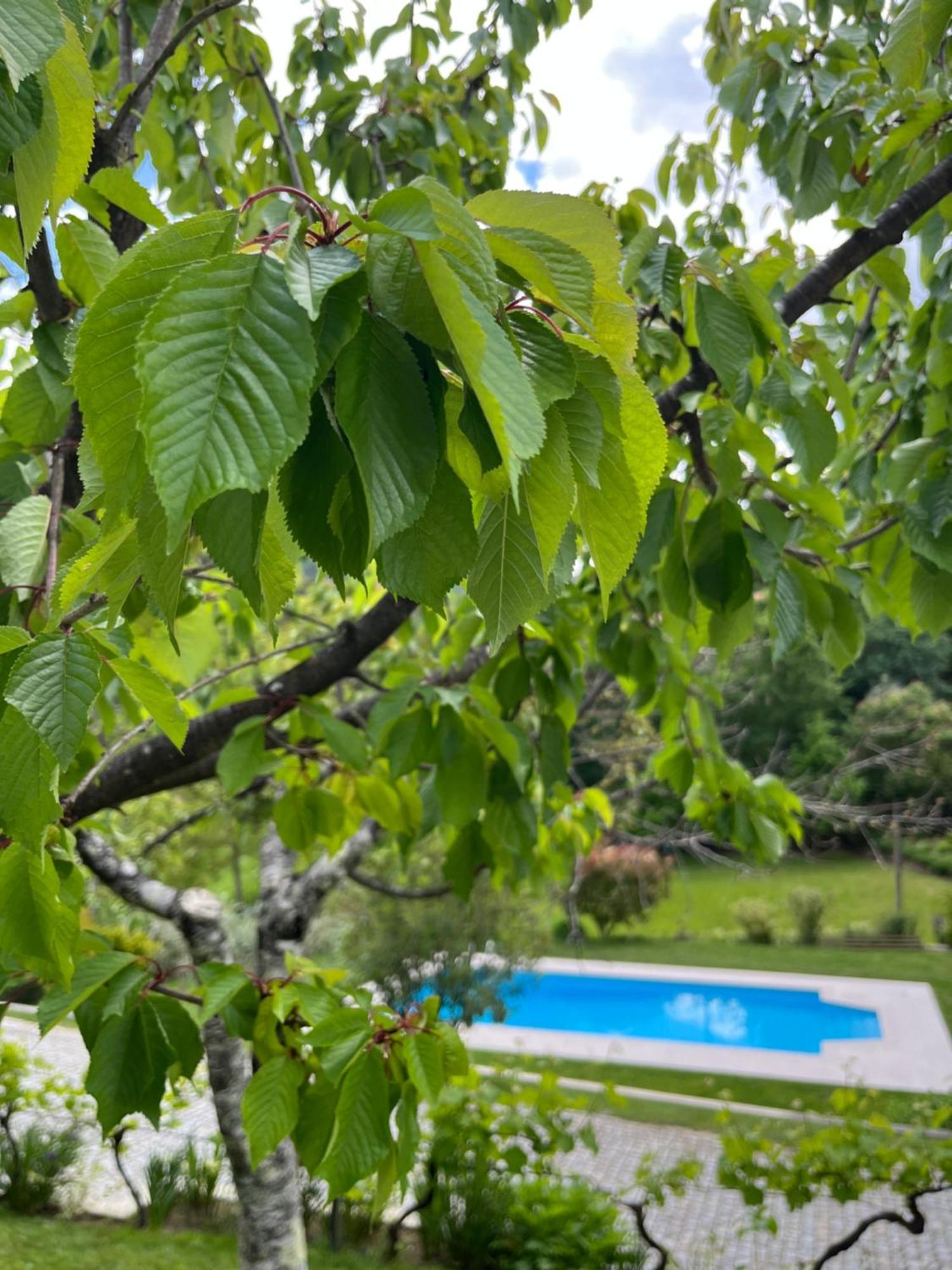 Casa Da Ribeira Do Cirio Guest House Seia Ngoại thất bức ảnh